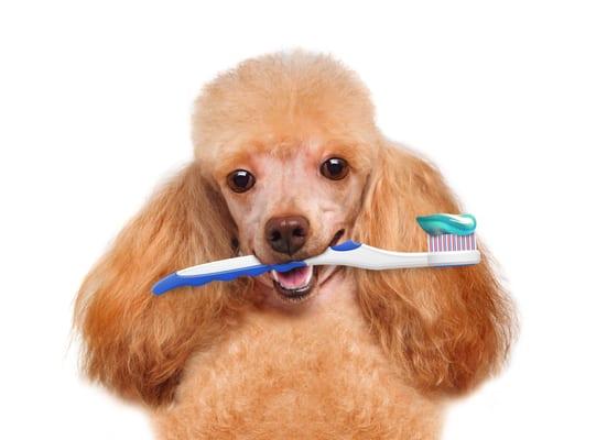 Dental health is so important for our pets.  Don't forget to brush your pet's teeth everyday.