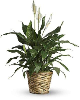 Sympathy Peace Lily Plant