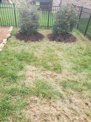 In the planting process they squeezed their track machine barely through my fence and tore up my sod.