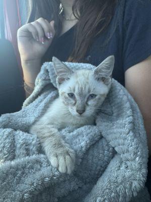 Rescued Bailey- who was adopted by a staff member at Pet Lovers Animal Clinic when we brought him in for a check up.