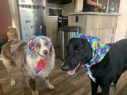 They love their new bandanna's