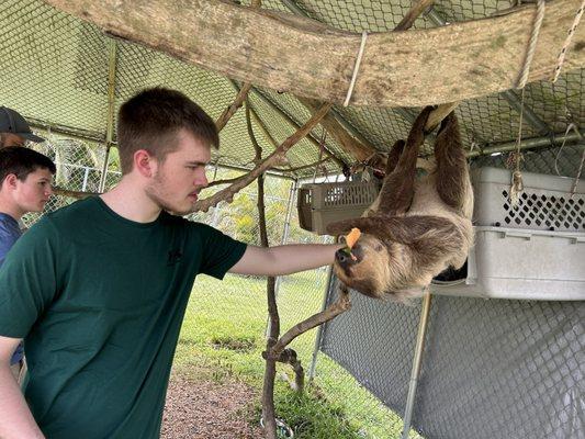 Feeding and petting a sloth