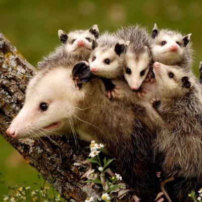 Opossum with litter of young