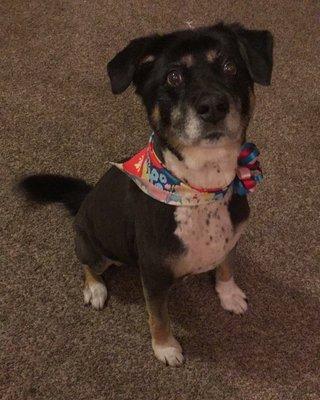 Miss Jessie after her hair cut! Soooo cute!