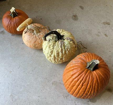 Our pumpkin picks