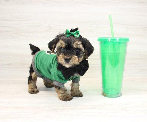 Teacup & Toy Yorkie Puppies breeder in Las Vegas