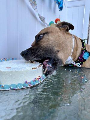 Adoptable Wooderson taking a bite out of his birthday cake.