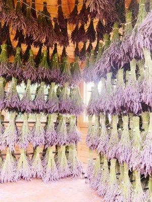 Lavender drying, it smells amazing