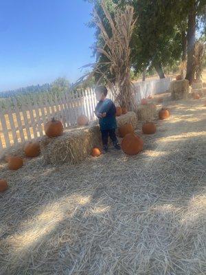 Pumpkin patch in Apple hill