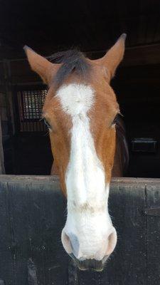 This is Humphrey! He's one gentle giant!