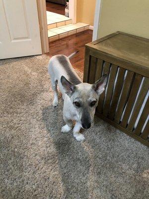 Cut off all of his whiskers/eyelashes shaved our Corgi-husky mix from head to tail. we told them he had an undercoat that couldnt be shaved