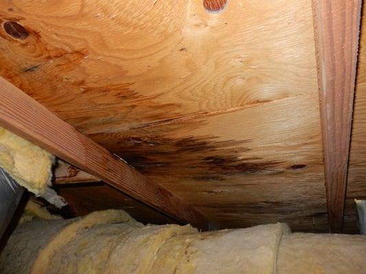 Water damaged roof decking in attic