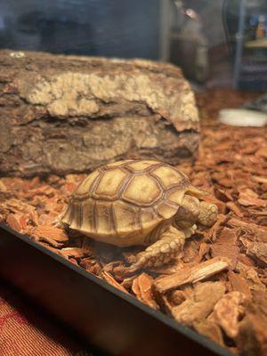 Sulcata