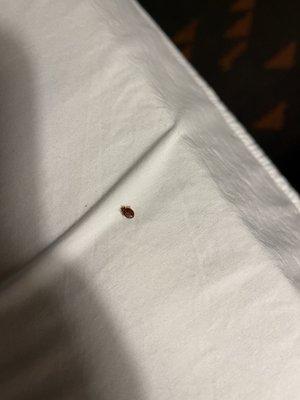 Bed bugs