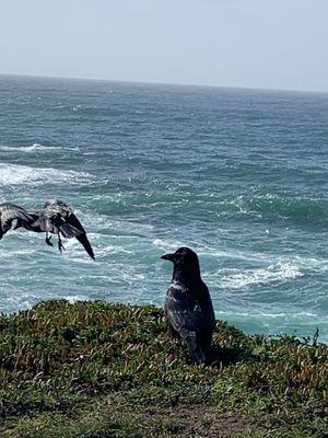 Ravens on the bluff