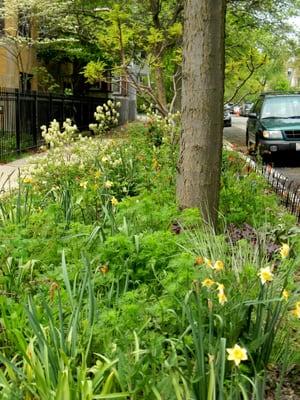 The designer's parkway.  Imagine a whole block of gardens.