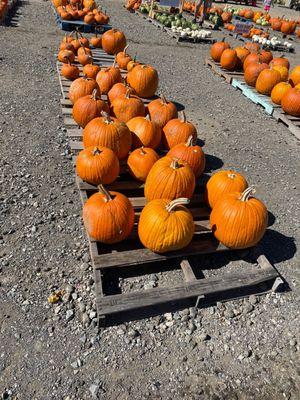 Pumpkin patch