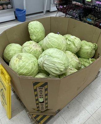 Biggest cabbages ever