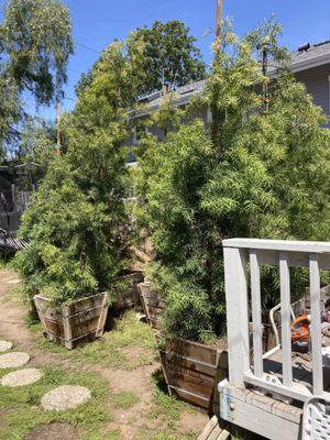 Planting Afrocarpus aka Podocarpus