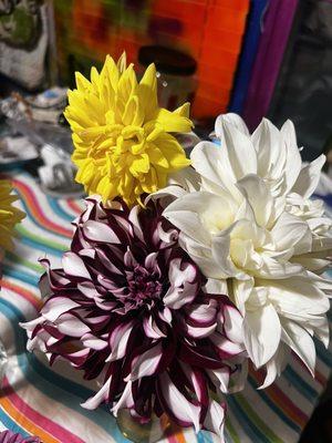 Dahlias