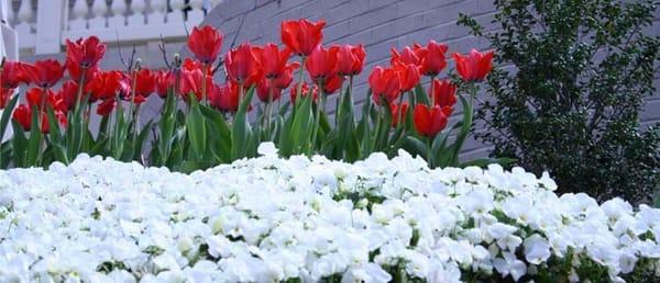 Spring Color Tulips