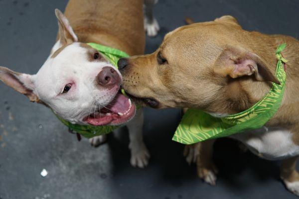 Best buds, Kai and Hemi, having fun at Daycare!