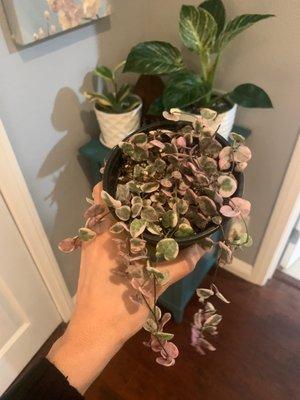 Variegated string of hearts