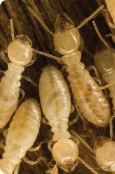 Termite Control