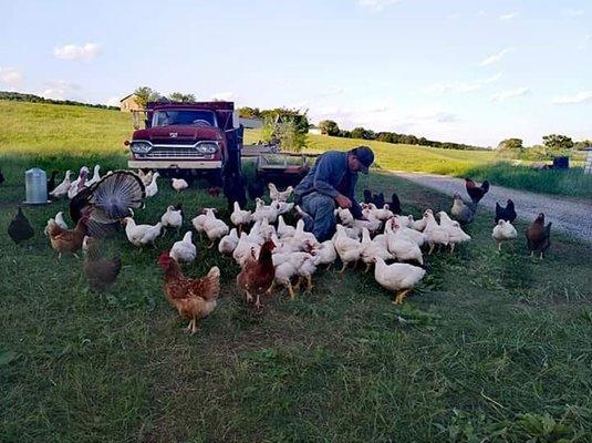 Happy chickens on the farm