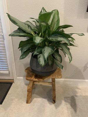 Aglaonema silver bay