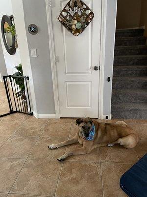 Our sweet old man, 13 years old. Relaxing after his spa day with his cool new bandana.