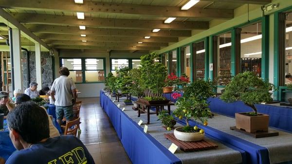 The Bonsai Show! So pretty!