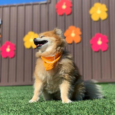 Everyone loves fresh air - our large, outdoor play areas allow your pet to safely sit in the sun without leaving the building.