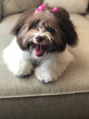 Oreo after being groomed at Bubbles and Bows.