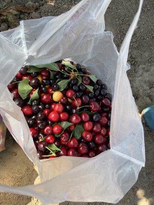 So many varieties of cherries!