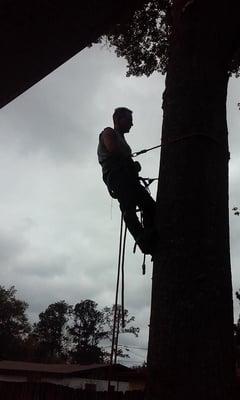 In this photo, our tree climber John takes a moment to adjust the climbing ropes before ascending further up this large oak t...