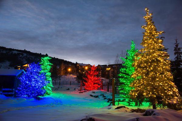 A colorful forest in Park City, Utah