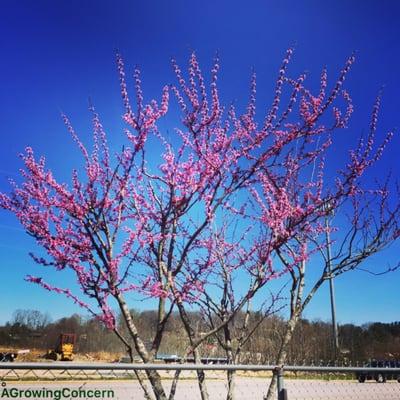 A beautifully blooming Red Bud!