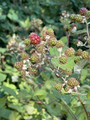 Blackberries are getting ripe!!