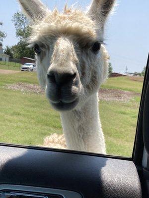 A llama