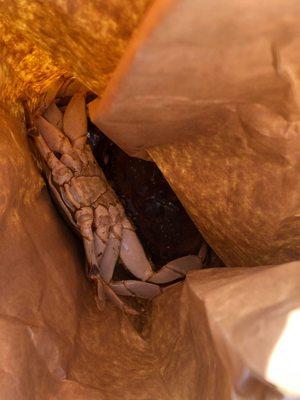 2 Dungeness Crabs..alive and kicking (cannot tell but...om nom nom)