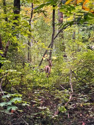 One deer out of the eight I saw on my recent walk through Deer Creek Sanctuary.