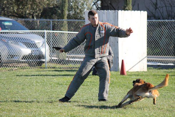 French Ring Sport Protection Training