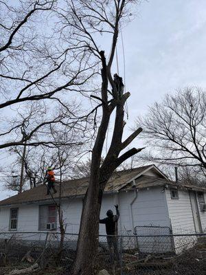 Tree removal