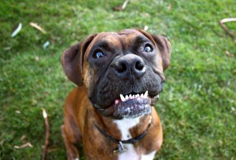 A happy dog! Just look at that smile.