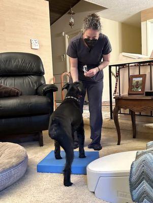 Developing good core and hind leg strength will allow this canine amputee to get on / off the bed and in / out of the car more safely.