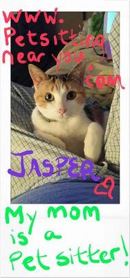 My lovey cat Jasper! We have many cat clients in Sandy Springs, Dunwoody, Historic Roswell, Norcross and surrounding areas.