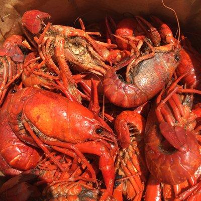 Crawfish, 3.25 a lb. with card. Very fresh and juicy. I've stopped by 20 minutes before closing and still got them fresh from the boiler.