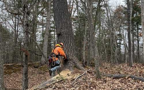 Cutting down a tree for tree removal.  We will do stump removal too!