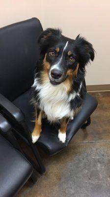 Our cute Alyx waiting for her checkup.